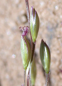 Diffuse Crab-grass