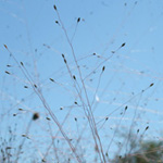 Diffuse Crab-grass Diffuse Crab-grass