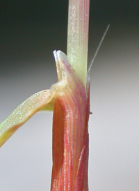 Smooth Crab-grass