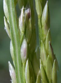 Hairy Crab-grass