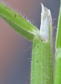 Hairy Crab-grass