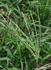 Hairy Crab-grass