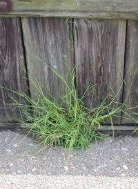 Hairy Crab-grass