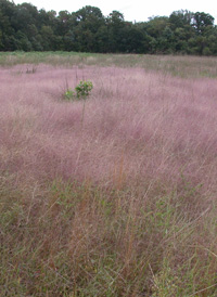 Diffuse Crab-grass