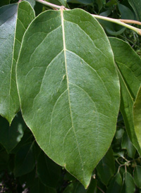 Common Persimmon