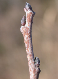 Common Persimmon