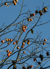 Common Persimmon