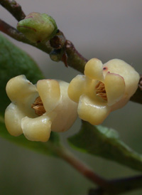 Common Persimmon