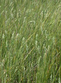 Marsh Spike-grass