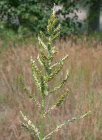 Common Cockspur-grass