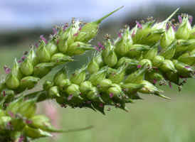 Common Cockspur-grass