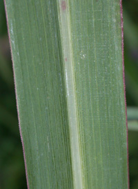 Common Cockspur-grass