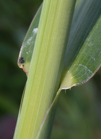 Common Cockspur-grass