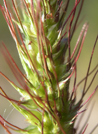 Saltmarsh Cockspur-grass