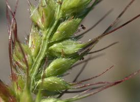 Saltmarsh Cockspur-grass