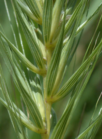 Virginia Wild-rye