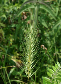 Virginia Wild-rye