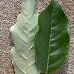 Autumn-olive Autumn-olive
