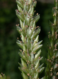 Indian Wire-grass