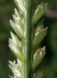 Indian Wire-grass