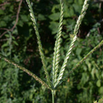 Indian Wire-grass Indian Wire-grass