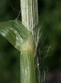 Indian Wire-grass