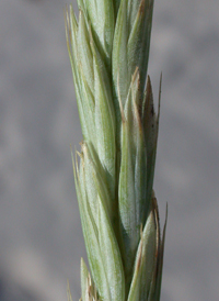 Lyme-grass