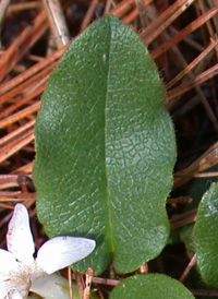 Trailing Arbutus