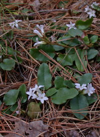 Trailing Arbutus