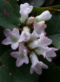 Trailing Arbutus