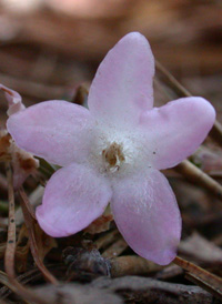 Trailing Arbutus