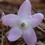 Trailing Arbutus Trailing Arbutus