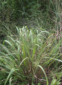 Lace Love-grass