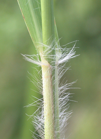 Lace Love-grass