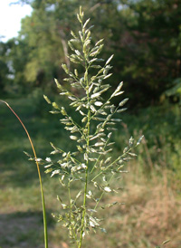 Strong-scented Love-grass