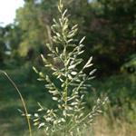 Strong-scented Love-grass Strong-scented Love-grass