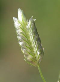 Strong-scented Love-grass