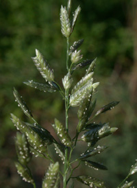 Strong-scented Love-grass