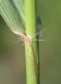 Strong-scented Love-grass