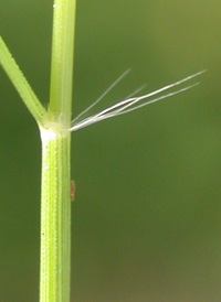 Tufted Love-grass