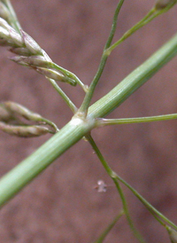 Indian Love-grass