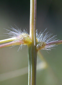 Purple Love-grass