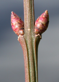 Winged Spindle