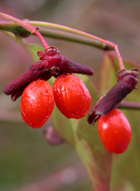 Winged Spindle