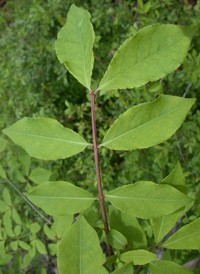 Winged Spindle