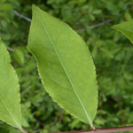 Winged Spindle Winged Spindle