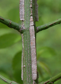 Winged Spindle