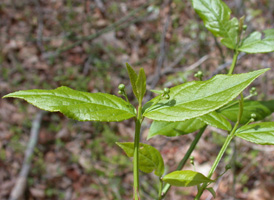 American Spindle