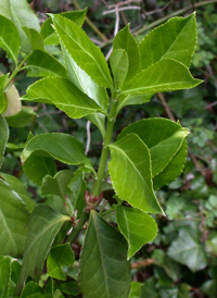 Climbing Spindle