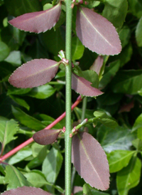 Climbing Spindle